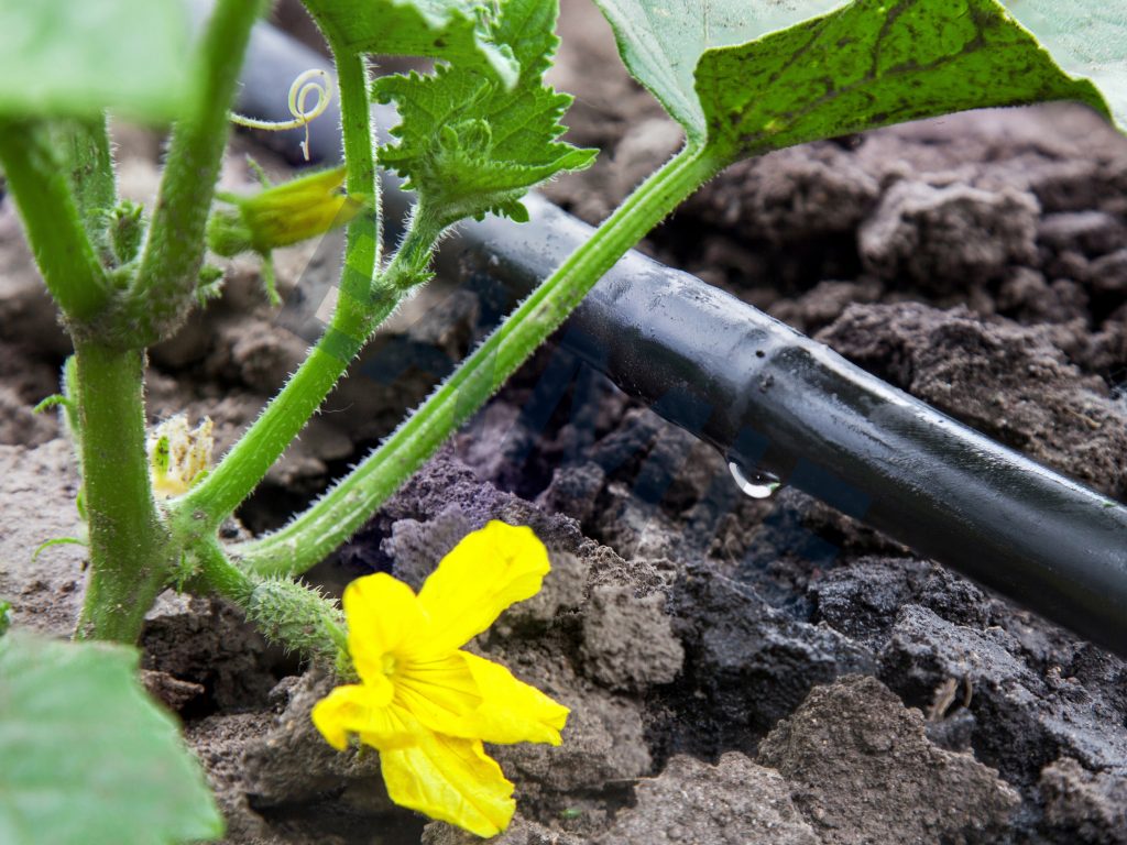 drip irrigation